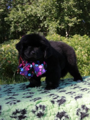 Щенки ньюфаундленда. Питомник Питерньюф. Newfoundland puppies. Piternyuf kennel.