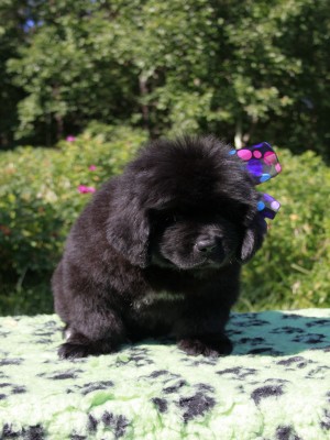 Щенки ньюфаундленда. Питомник Питерньюф. Newfoundland puppies. Piternyuf kennel.