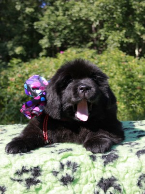 Щенки ньюфаундленда. Питомник Питерньюф. Newfoundland puppies. Piternyuf kennel.