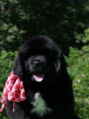 Щенки ньюфаундленда. Питомник Питерньюф. Newfoundland puppies. Piternyuf kennel.