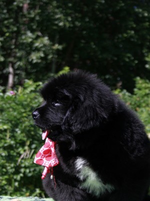 Щенки ньюфаундленда. Питомник Питерньюф. Newfoundland puppies. Piternyuf kennel.