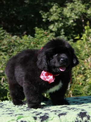 Щенки ньюфаундленда. Питомник Питерньюф. Newfoundland puppies. Piternyuf kennel.