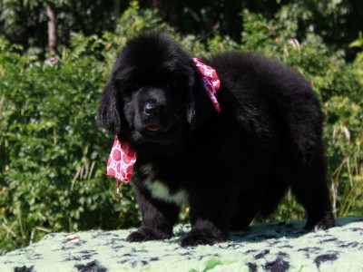 Щенки ньюфаундленда. Питомник Питерньюф. Newfoundland puppies. Piternyuf kennel.