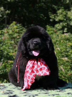 Щенки ньюфаундленда. Питомник Питерньюф. Newfoundland puppies. Piternyuf kennel.