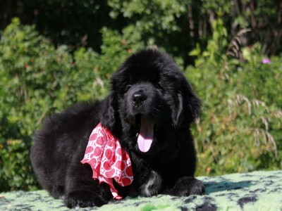 Щенки ньюфаундленда. Питомник Питерньюф. Newfoundland puppies. Piternyuf kennel.