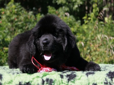 Щенки ньюфаундленда. Питомник Питерньюф. Newfoundland puppies. Piternyuf kennel.