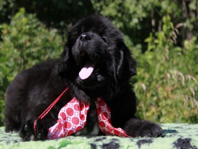 Щенки ньюфаундленда. Питомник Питерньюф. Newfoundland puppies. Piternyuf kennel.