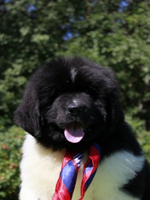 Щенки ньюфаундленда. Питомник Питерньюф. Newfoundland puppies. Piternyuf kennel.