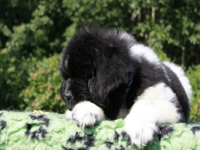 Щенки ньюфаундленда. Питомник Питерньюф. Newfoundland puppies. Piternyuf kennel.