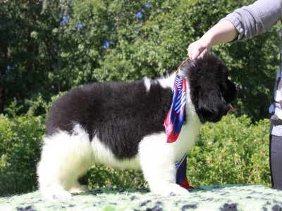 Щенки ньюфаундленда. Питомник Питерньюф. Newfoundland puppies. Piternyuf kennel.