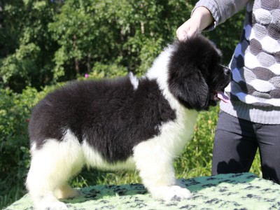 Щенки ньюфаундленда. Питомник Питерньюф. Newfoundland puppies. Piternyuf kennel.