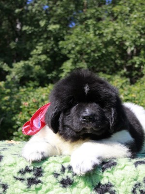 Щенки ньюфаундленда. Питомник Питерньюф. Newfoundland puppies. Piternyuf kennel.