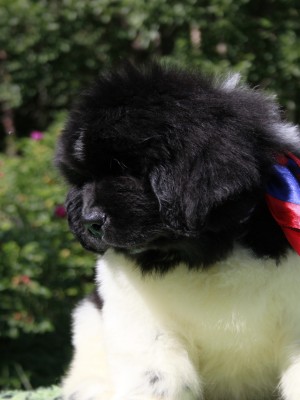 Щенки ньюфаундленда. Питомник Питерньюф. Newfoundland puppies. Piternyuf kennel.