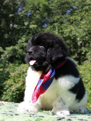 Щенки ньюфаундленда. Питомник Питерньюф. Newfoundland puppies. Piternyuf kennel.