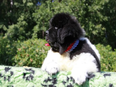 Щенки ньюфаундленда. Питомник Питерньюф. Newfoundland puppies. Piternyuf kennel.