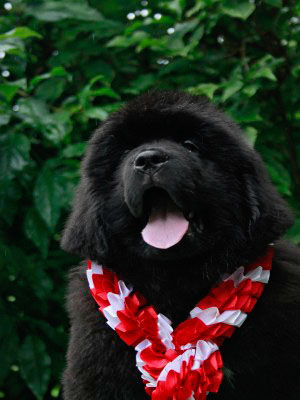 Щенки ньюфаундленда. Питомник Питерньюф. Newfoundland puppies. Piternyuf kennel.