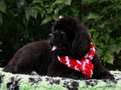 Щенки ньюфаундленда. Питомник Питерньюф. Newfoundland puppies. Piternyuf kennel.