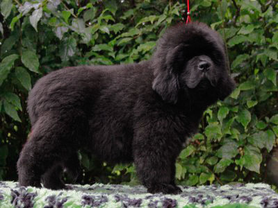 Щенки ньюфаундленда. Питомник Питерньюф. Newfoundland puppies. Piternyuf kennel.