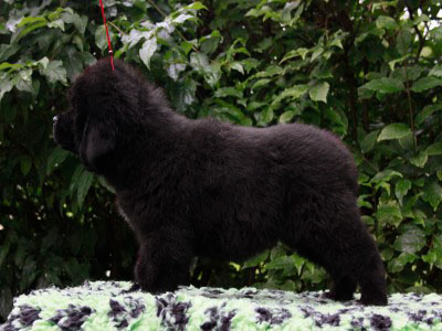 Щенки ньюфаундленда. Питомник Питерньюф. Newfoundland puppies. Piternyuf kennel.