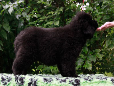 Щенки ньюфаундленда. Питомник Питерньюф. Newfoundland puppies. Piternyuf kennel.