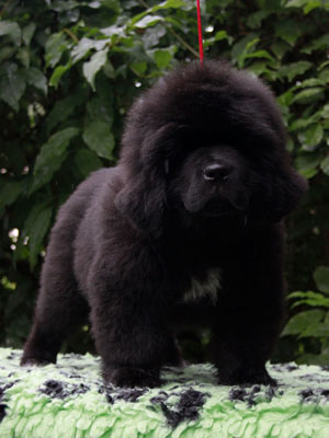 Щенки ньюфаундленда. Питомник Питерньюф. Newfoundland puppies. Piternyuf kennel.