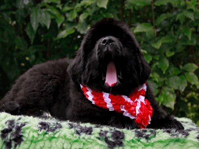 Щенки ньюфаундленда. Питомник Питерньюф. Newfoundland puppies. Piternyuf kennel.