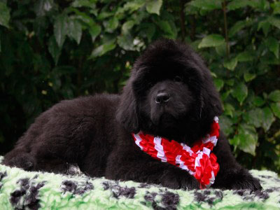 Щенки ньюфаундленда. Питомник Питерньюф. Newfoundland puppies. Piternyuf kennel.