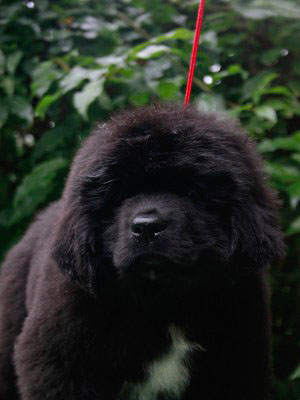 Щенки ньюфаундленда. Питомник Питерньюф. Newfoundland puppies. Piternyuf kennel.