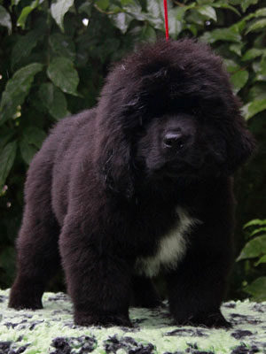 Щенки ньюфаундленда. Питомник Питерньюф. Newfoundland puppies. Piternyuf kennel.