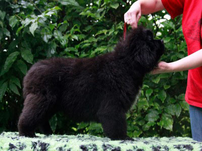 Щенки ньюфаундленда. Питомник Питерньюф. Newfoundland puppies. Piternyuf kennel.