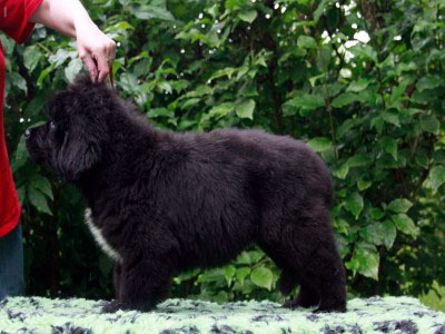 Щенки ньюфаундленда. Питомник Питерньюф. Newfoundland puppies. Piternyuf kennel.