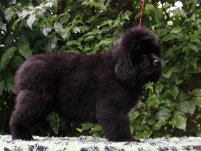 Щенки ньюфаундленда. Питомник Питерньюф. Newfoundland puppies. Piternyuf kennel.