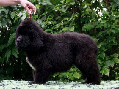 Щенки ньюфаундленда. Питомник Питерньюф. Newfoundland puppies. Piternyuf kennel.