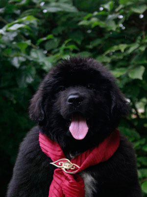 Щенки ньюфаундленда. Питомник Питерньюф. Newfoundland puppies. Piternyuf kennel.