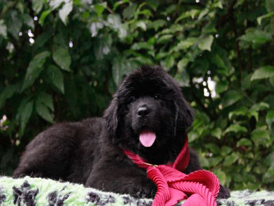 Щенки ньюфаундленда. Питомник Питерньюф. Newfoundland puppies. Piternyuf kennel.