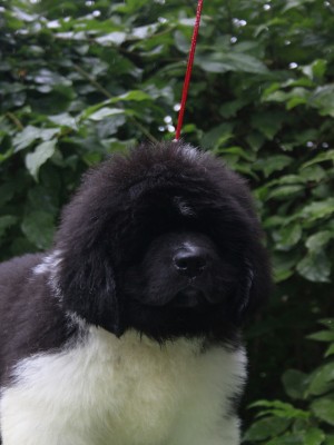 Щенки ньюфаундленда. Питомник Питерньюф. Newfoundland puppies. Piternyuf kennel.