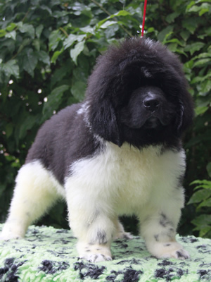 Щенки ньюфаундленда. Питомник Питерньюф. Newfoundland puppies. Piternyuf kennel.