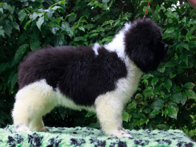 Щенки ньюфаундленда. Питомник Питерньюф. Newfoundland puppies. Piternyuf kennel.