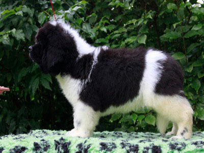 Щенки ньюфаундленда. Питомник Питерньюф. Newfoundland puppies. Piternyuf kennel.