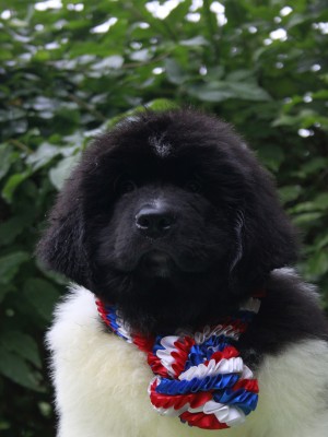 Щенки ньюфаундленда. Питомник Питерньюф. Newfoundland puppies. Piternyuf kennel.