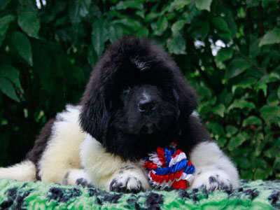 Щенки ньюфаундленда. Питомник Питерньюф. Newfoundland puppies. Piternyuf kennel.