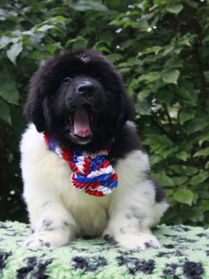 Щенки ньюфаундленда. Питомник Питерньюф. Newfoundland puppies. Piternyuf kennel.