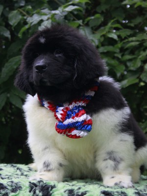 Щенки ньюфаундленда. Питомник Питерньюф. Newfoundland puppies. Piternyuf kennel.