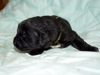  .  . Newfoundland puppies. Piternyuf kennel.