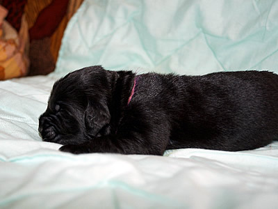  .  . Newfoundland puppies. Piternyuf kennel.